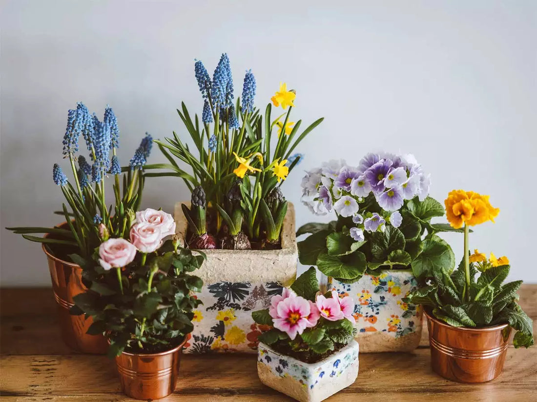 indoor flowering plants