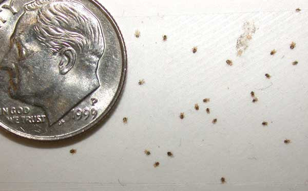 Bird Mites Problem and How to Control it