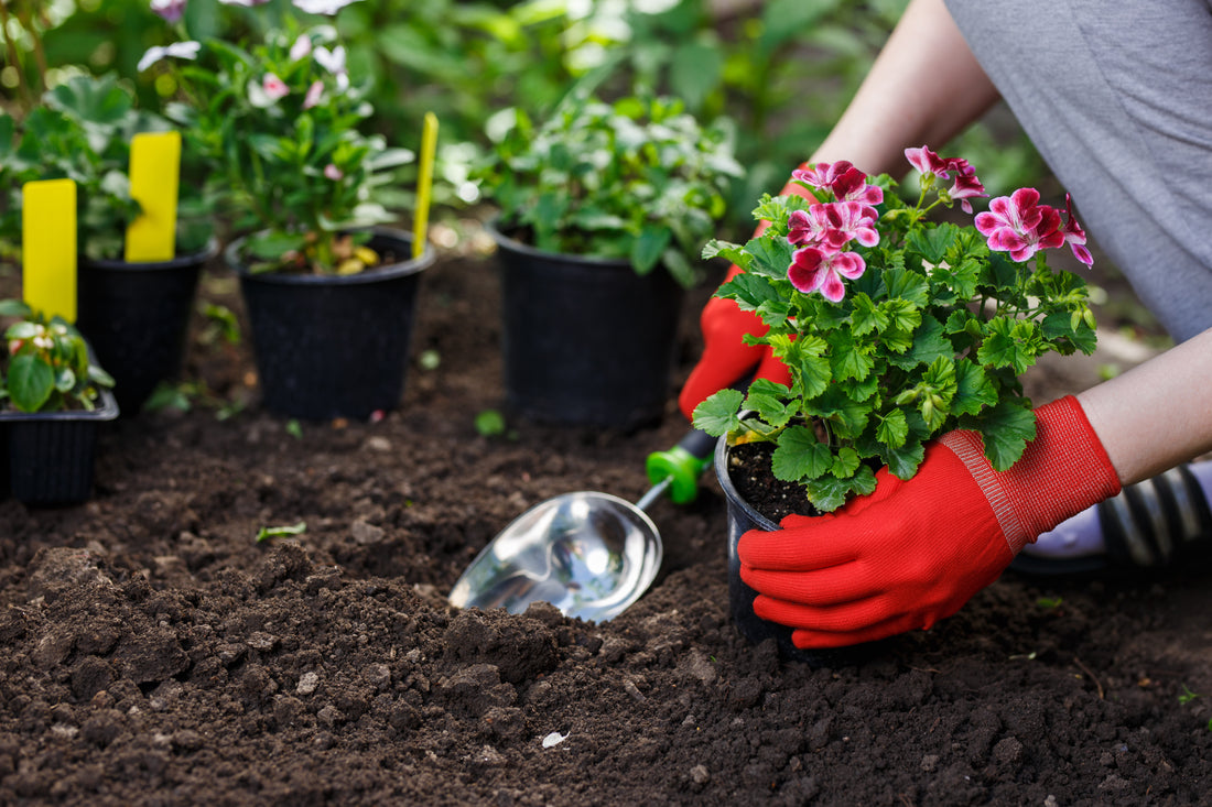 How to make the most of your garden during lockdown (Covid-19)