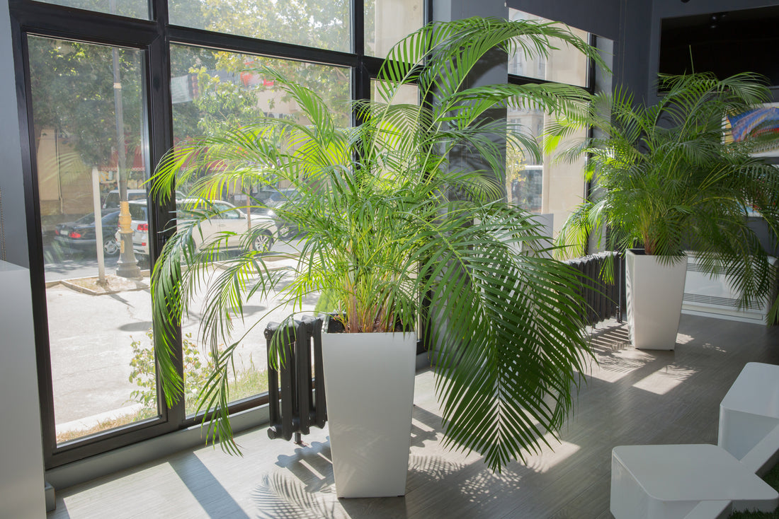 casa de amor Organic Areca palm fertilizer