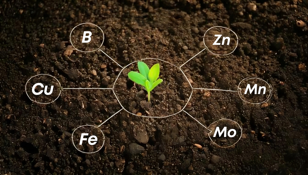 The Power of Micro Nutrient Mix: Unlock Your Plant's Potential