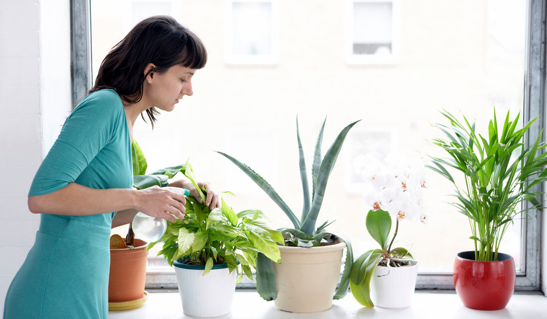 12 Indoor Plants for the Small Space & How to Care for Them