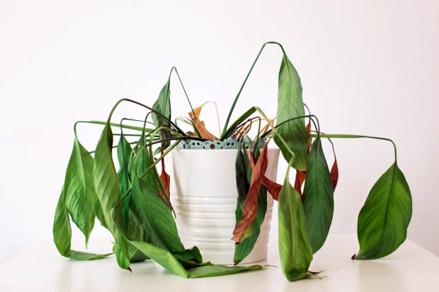 Tips and Techniques for Bringing Dying Plants Back to Life