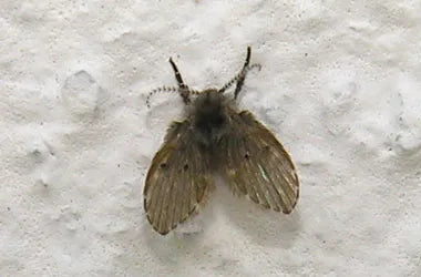 How to get rid of drain flies or bathroom flies?