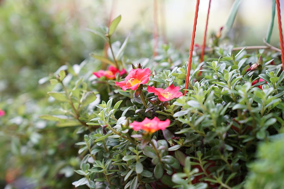 Top 7 hanging plants for Indoor Home Decor