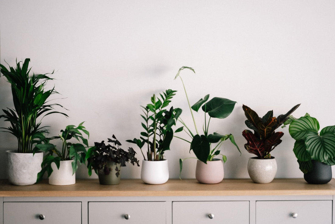 TOP 10 INDOOR AIR PURIFYING PLANTS