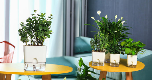 Effortless Gardening: Elevate Your Indoor Decor with Self-Watering Pots!