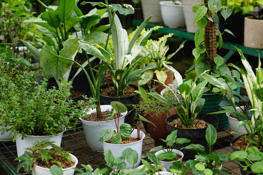 container gardening