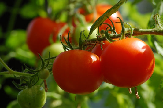 7 Common Gardening Mistakes Done By Beginners