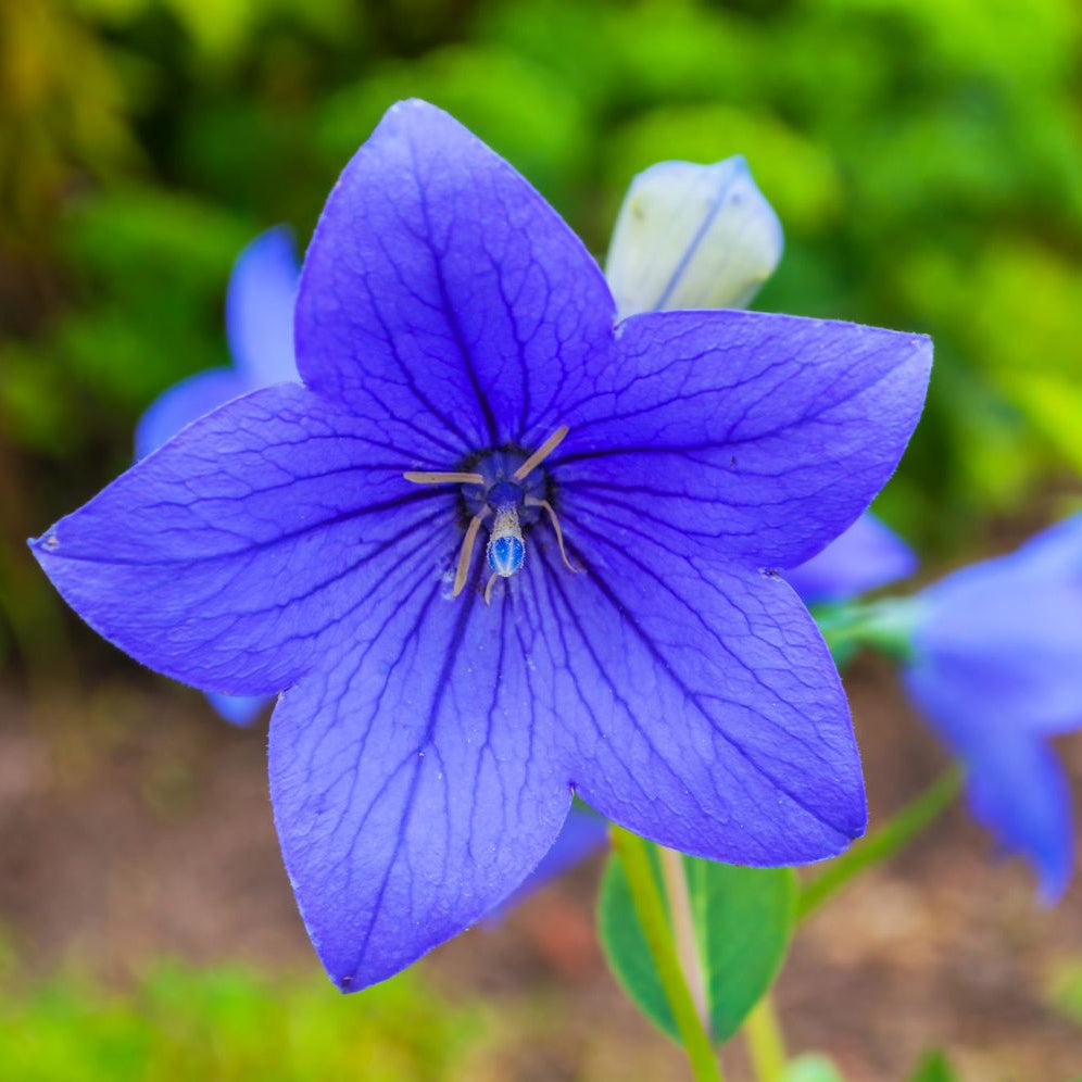 Buy Flower Seeds Online Grow your own flower and give natural scent Buy Flower Seeds Online Grow your own flower and give natural scent