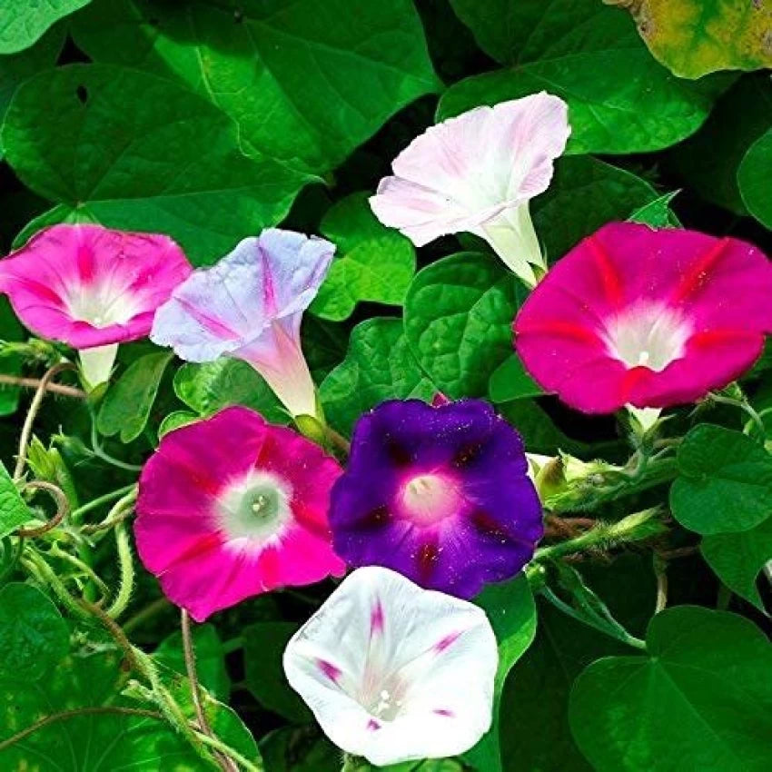 Ipomea Morning glory Mix - 50 Seeds