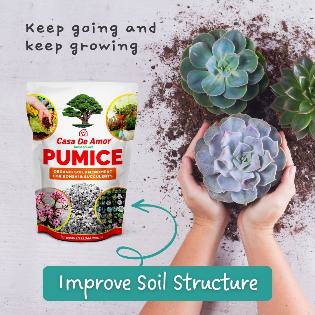 Casa De Amor Pumice Organic Soil Amendment for Bonsai, Succulents and Cactus Plants