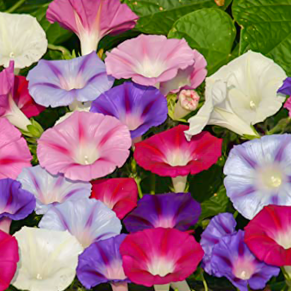 Ipomea Morning glory Mix - 50 Seeds