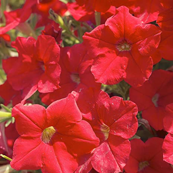 Petunia Scarlet Red- 100 Seeds