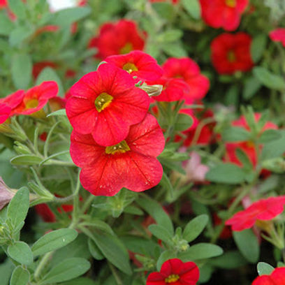 Petunia Scarlet Red- 100 Seeds