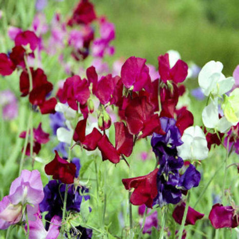 Sweet peas - Lathyrus odoratus - 50 Seeds