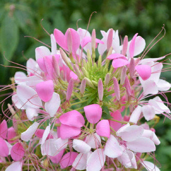 Cleome spinosa Mixed- 100 Seeds