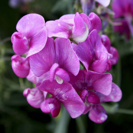 Sweet peas - Lathyrus odoratus - 50 Seeds