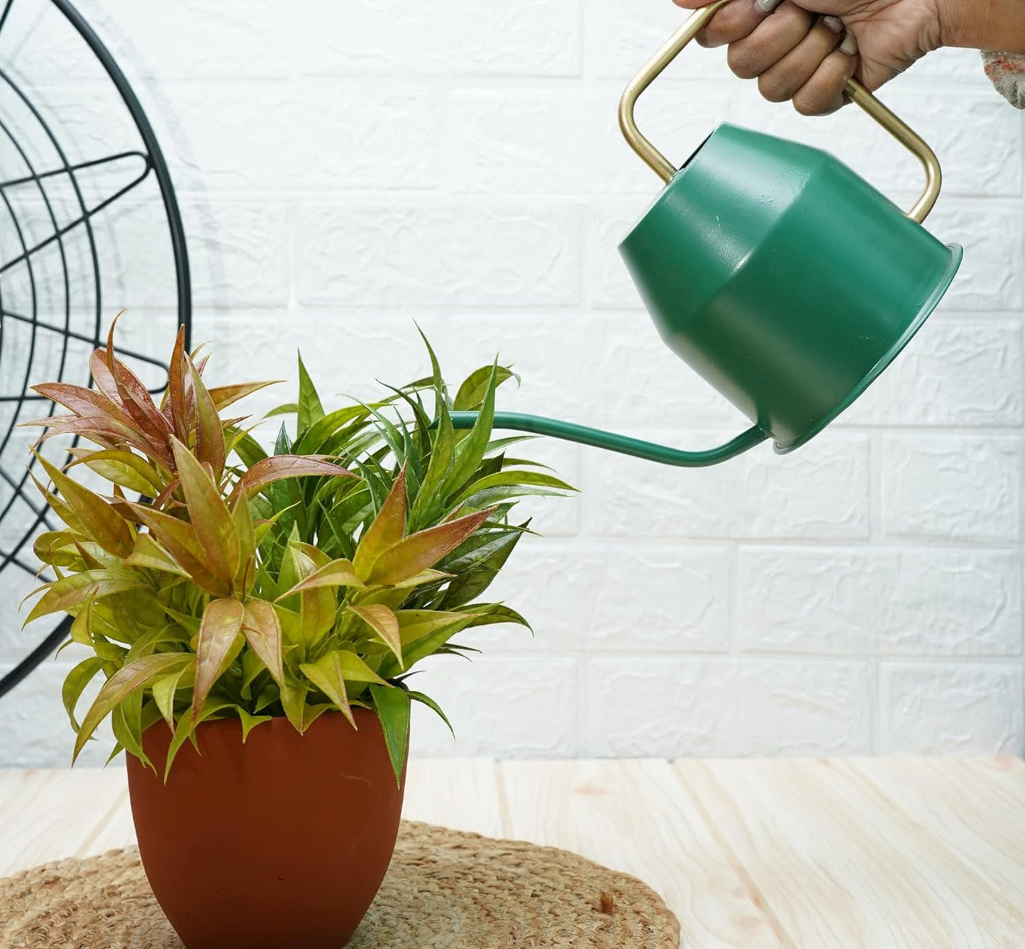 Casa De Amor Metal Watering Can (900 ml) with Long Spout for Indoor and Outdoor Gardening