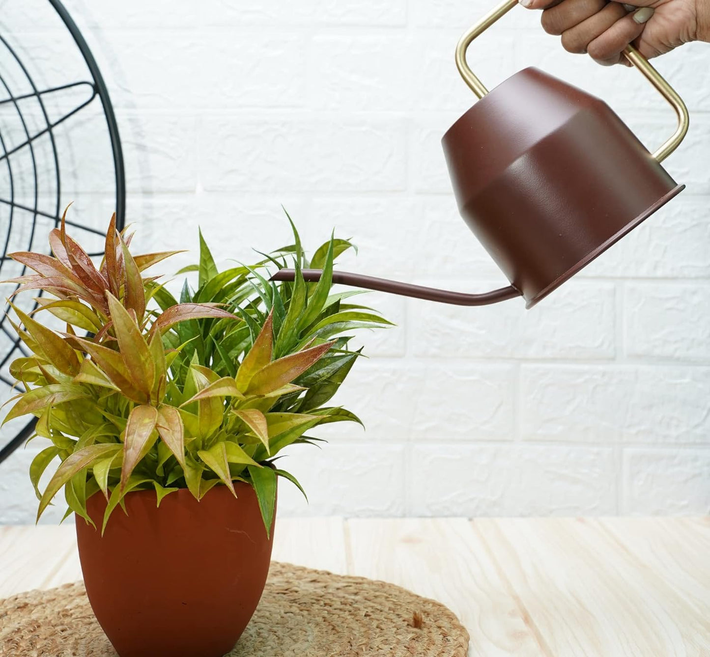 Casa De Amor Metal Watering Can (900 ml) with Long Spout for Indoor and Outdoor Gardening