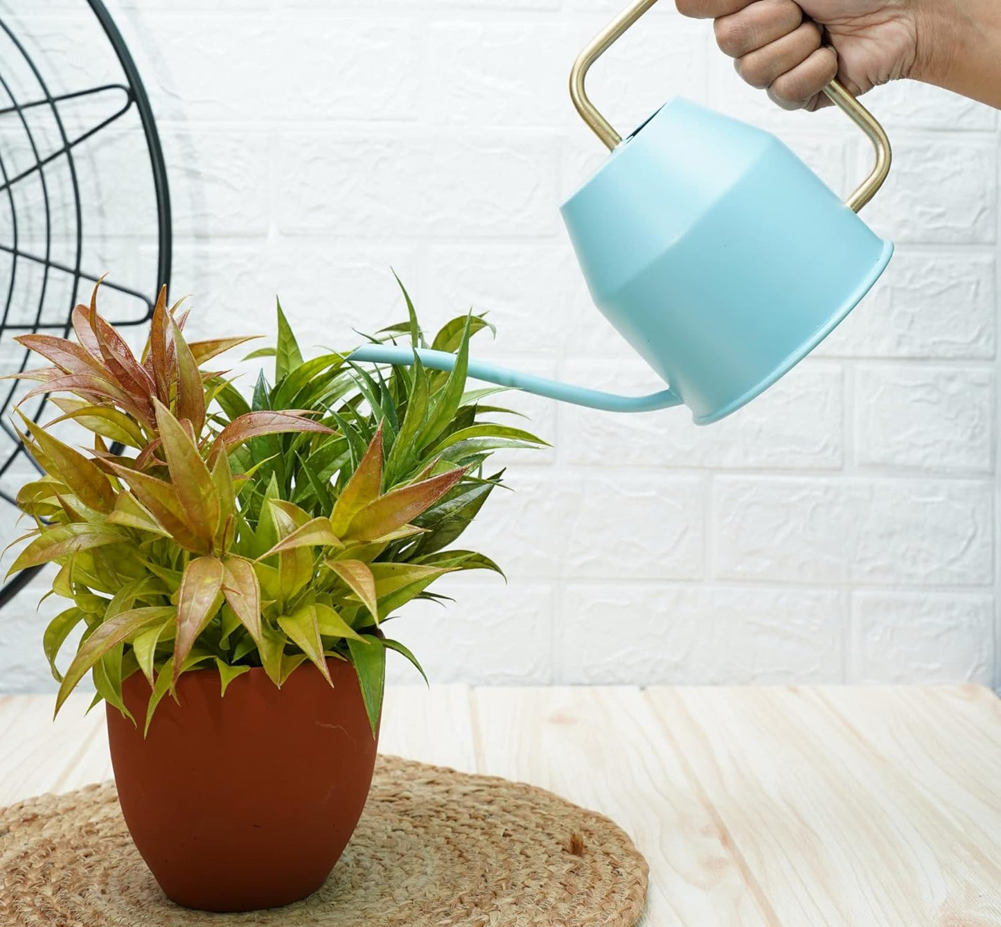 Casa De Amor Metal Watering Can (900 ml) with Long Spout for Indoor and Outdoor Gardening