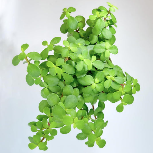 Casa De Amor Jade Plant Indoor with Self Watering Pot (Set of 1)