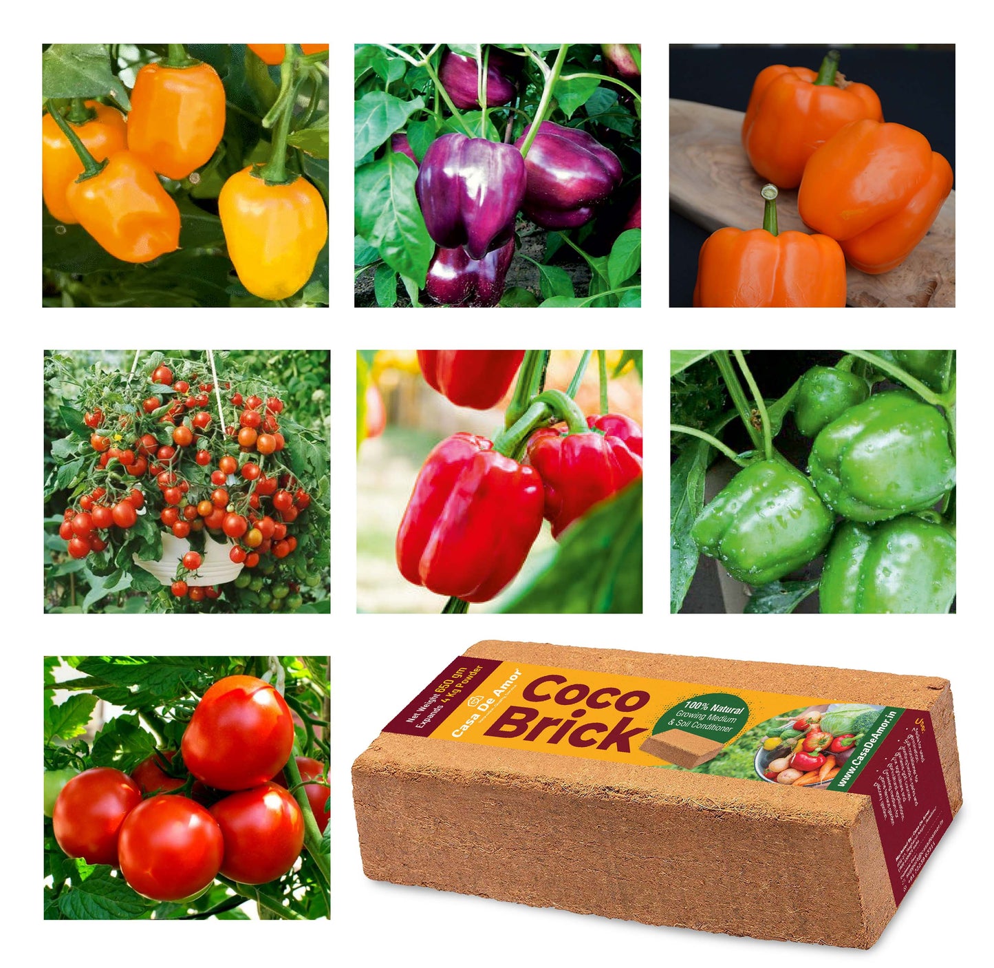 Casa De Amor Capsicum Seeds (Green, Yellow, Red, Orange & Purple Vegetable Seeds) for Home and Terrace Gardening (Each 30 Seeds, Total 150 Seeds)