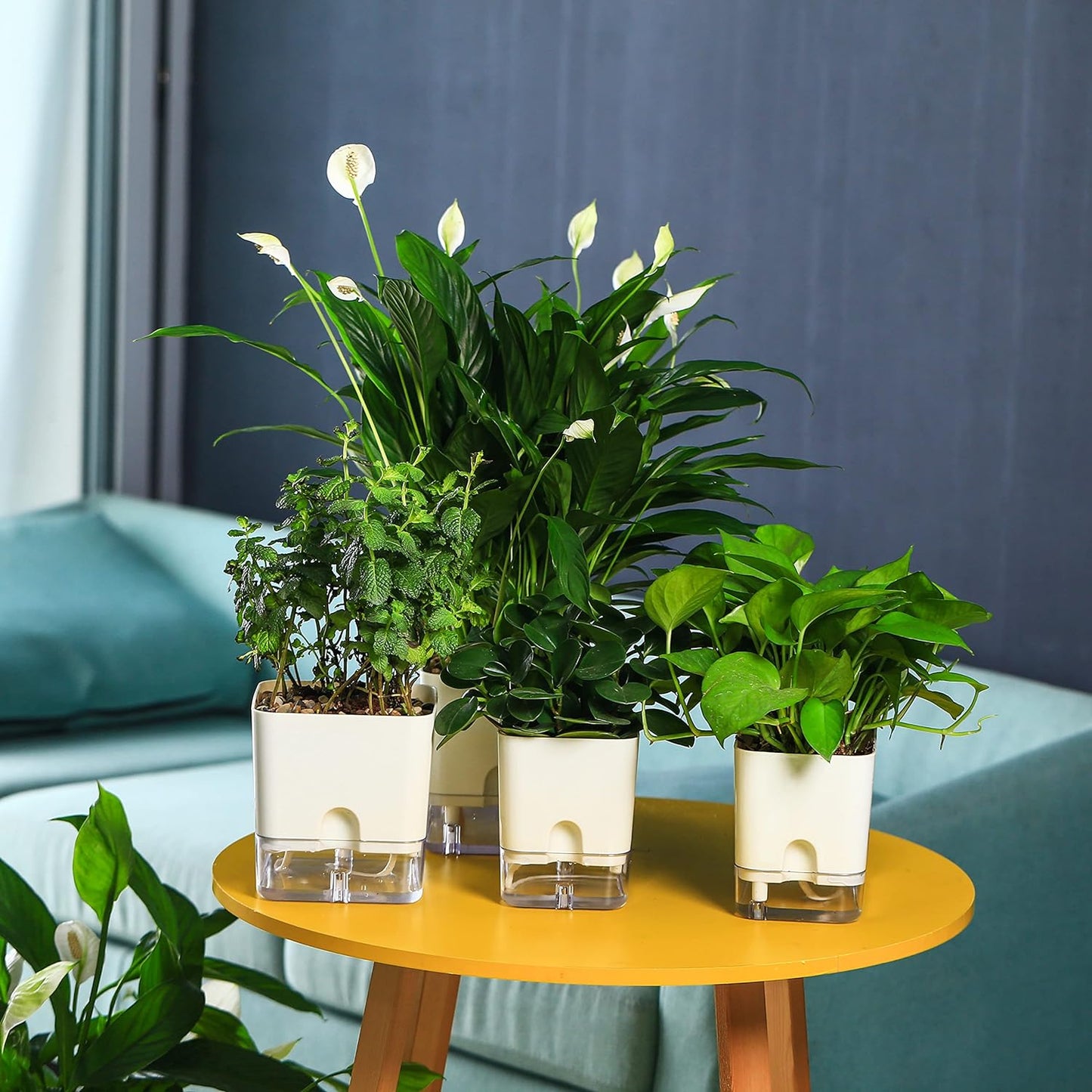 Casa De Amor Self Watering Pots for Indoor Plants | Home Decor, Living Room, Table Top | Plants not Included | 150gm Coco Brick Free