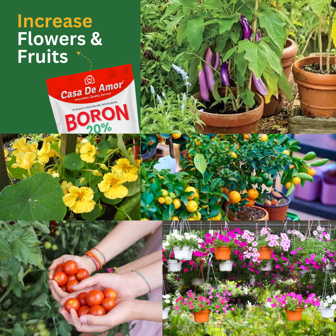 Casa De Amor Boron 20% Micronutrient Fertilizer for Healthy Growth of Vegetable Plants and Gardening