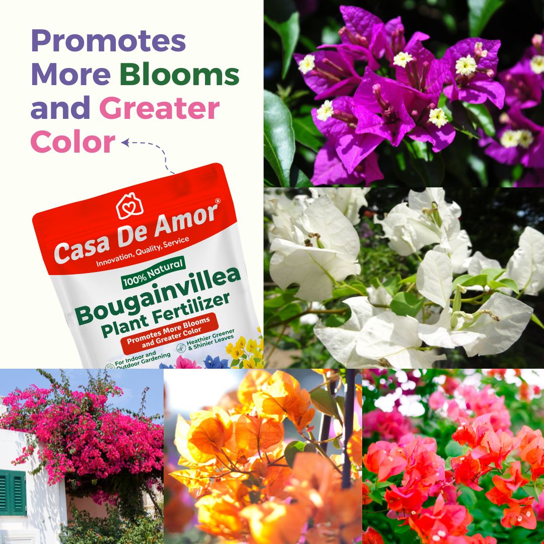 Casa De Amor Bougainvillea Plant Fertilizer, Promotes More Blooms and Greater Color