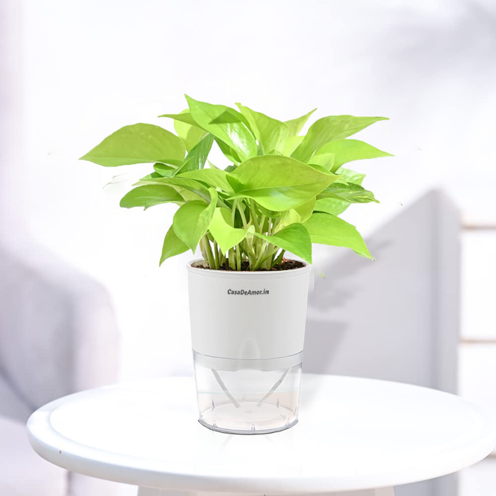 money plant vase Casa De Amor Golden Money Plant Indoor with Self Watering Pot (Set of