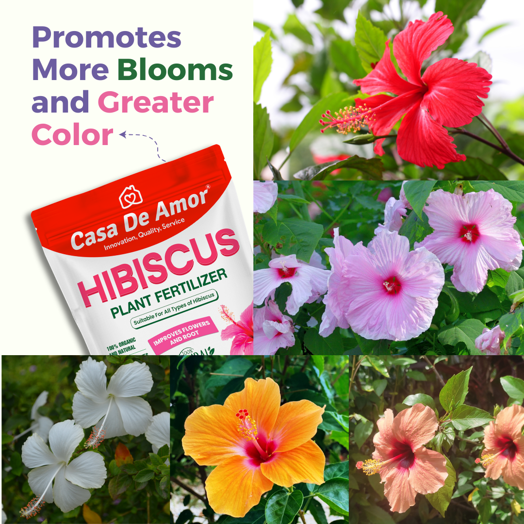 Casa De Amor Organic Hibiscus (Gudhal) Plant Fertilizer for Flowering, Bright Leaves, Healthy Stems and Strong Roots