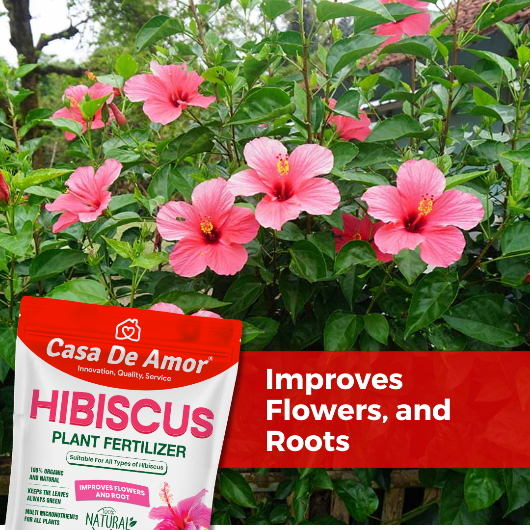 Casa De Amor Organic Hibiscus (Gudhal) Plant Fertilizer for Flowering, Bright Leaves, Healthy Stems and Strong Roots