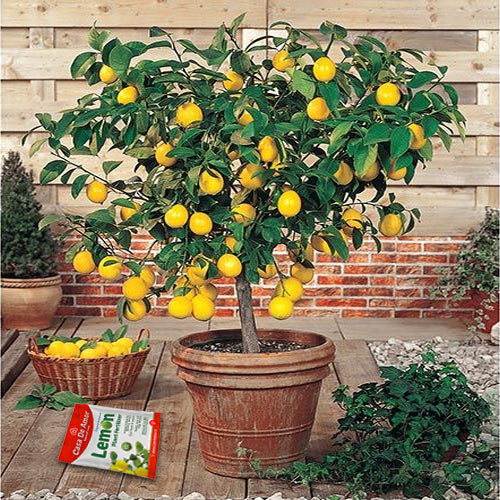 Natural & Eco-Friendly Lemon Plant Fertilizer