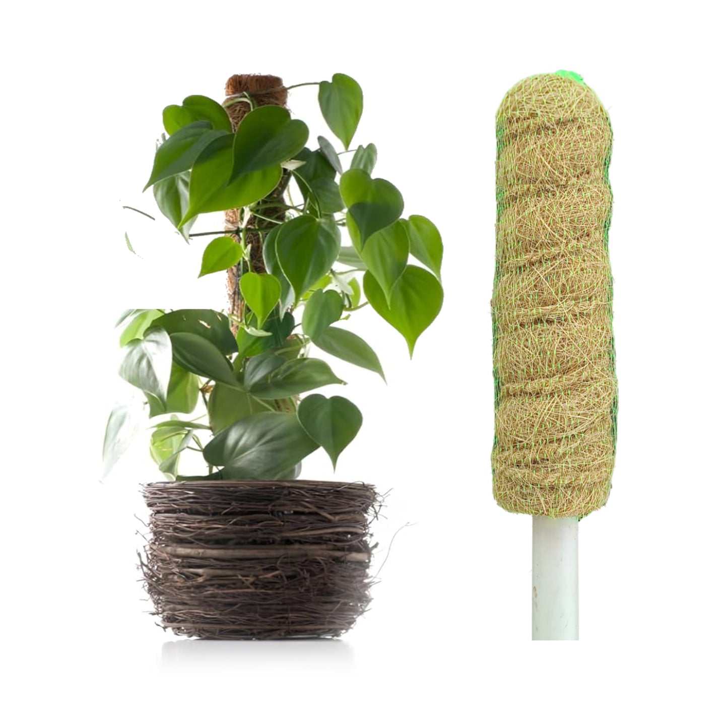 Casa De Amor Coir Stick/Coco Pole | Natural Support for Climbing Indoor & Outdoor Plants | Strong Pole for Creeper and Money Plant Growth