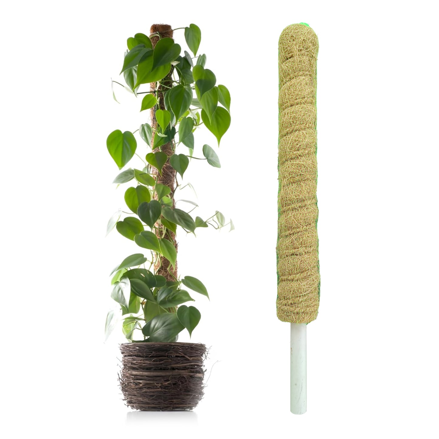 Casa De Amor Coir Stick/Coco Pole | Natural Support for Climbing Indoor & Outdoor Plants | Strong Pole for Creeper and Money Plant Growth