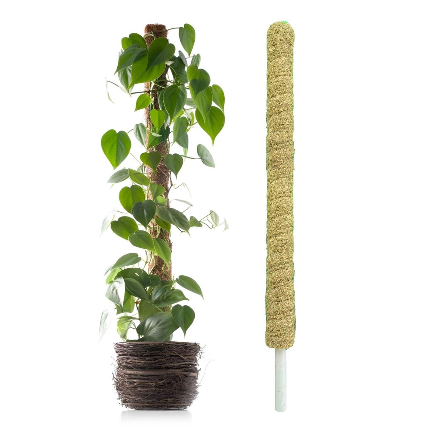 Casa De Amor Coir Stick/Coco Pole | Natural Support for Climbing Indoor & Outdoor Plants | Strong Pole for Creeper and Money Plant Growth