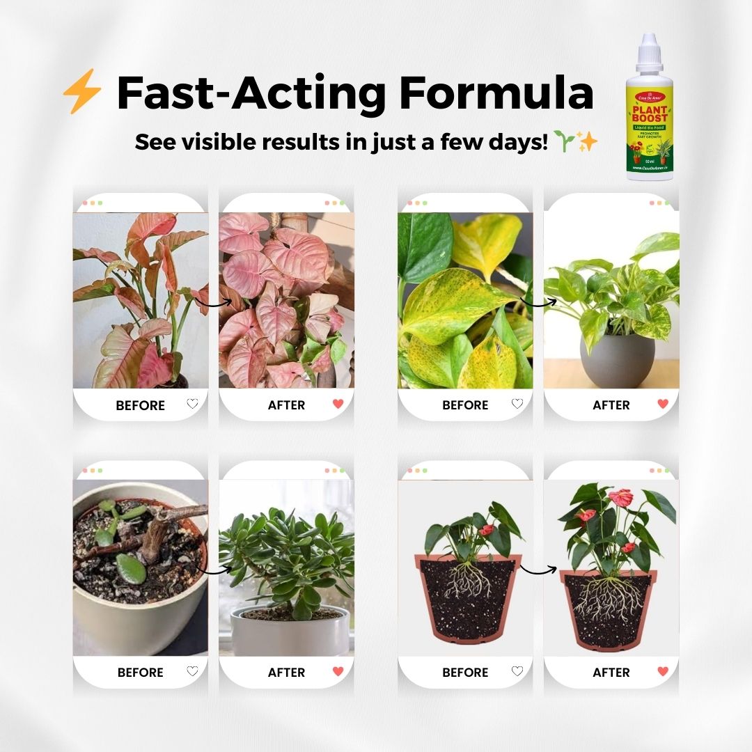 Casa De Amor Plant Boost Liquid Bio Food (3 x 50ml) | Organic Growth Booster for Faster, Healthier Plants | Ideal for Vegetables, Flowers, Herbs & Indoor Plants