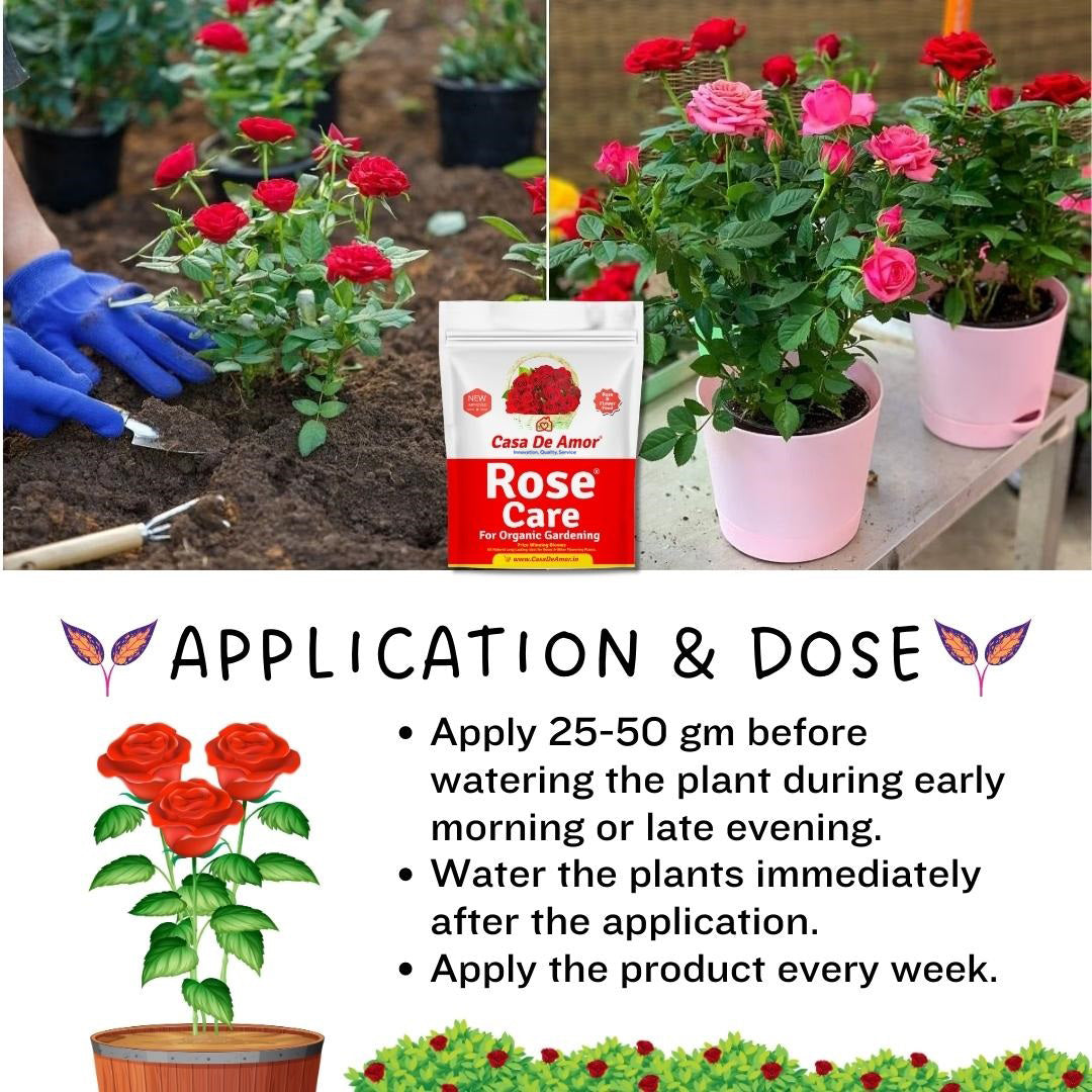 application of rose fertilizer