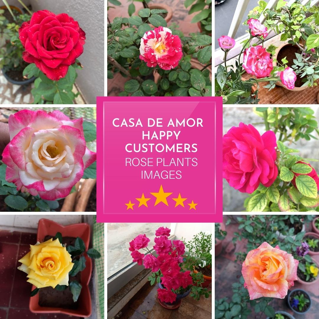 thrive roses with organic fertilizer