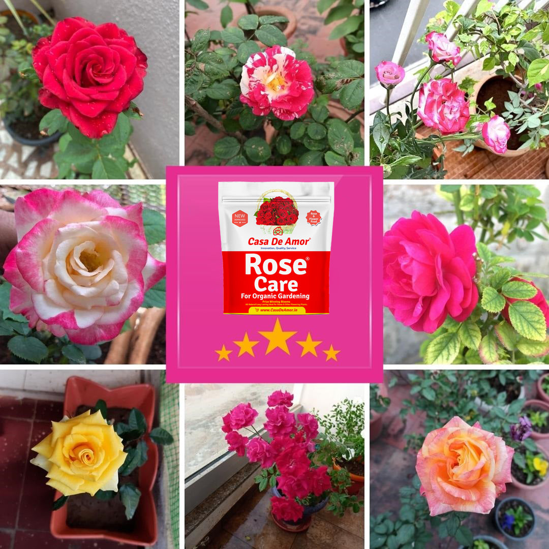 Casa De Amor Special Combo Pack-Organic Rose Care (900 gm)+Organic Lawn Booster (900 gm)