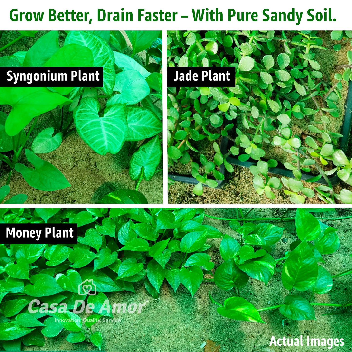 Casa De Amor Sandy Soil - (Fine River Sand) for Succulents, Cactus, Adenium, Bonsai & Garden Use