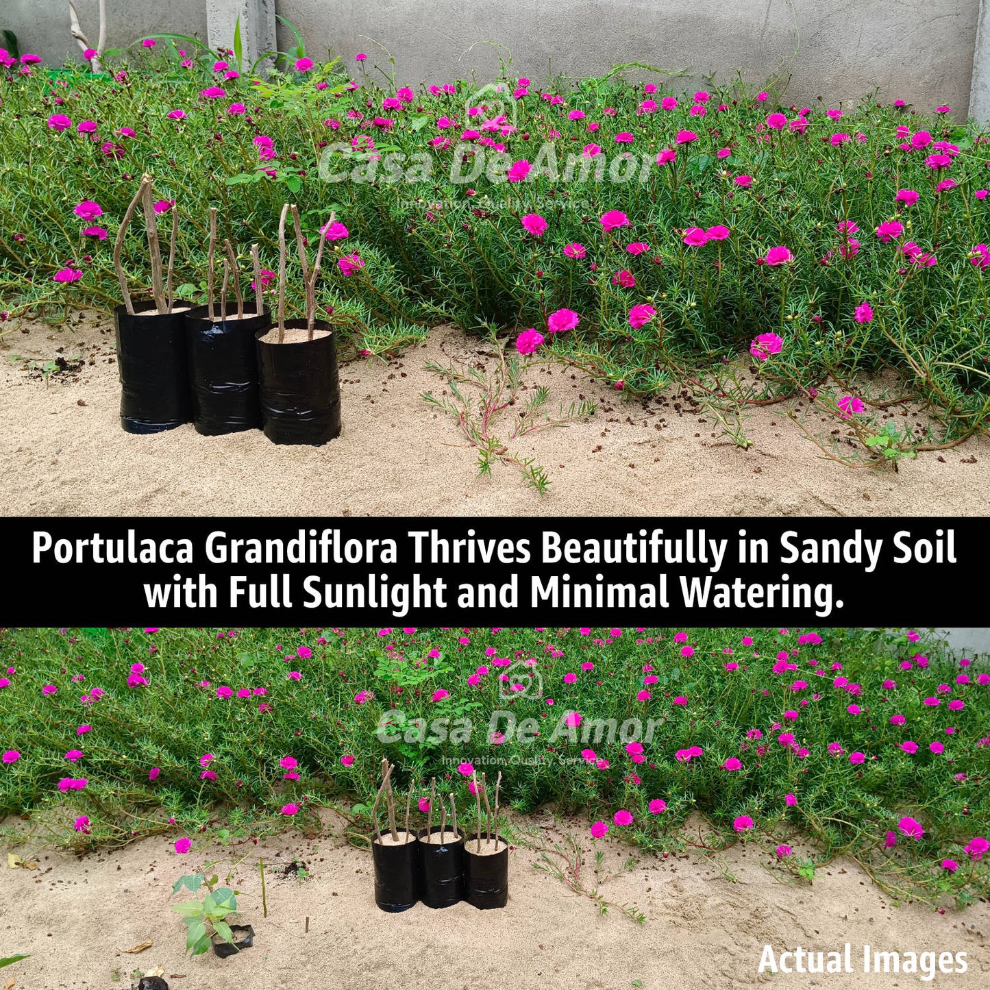 Casa De Amor Sandy Soil - (Fine River Sand) for Succulents, Cactus, Adenium, Bonsai & Garden Use
