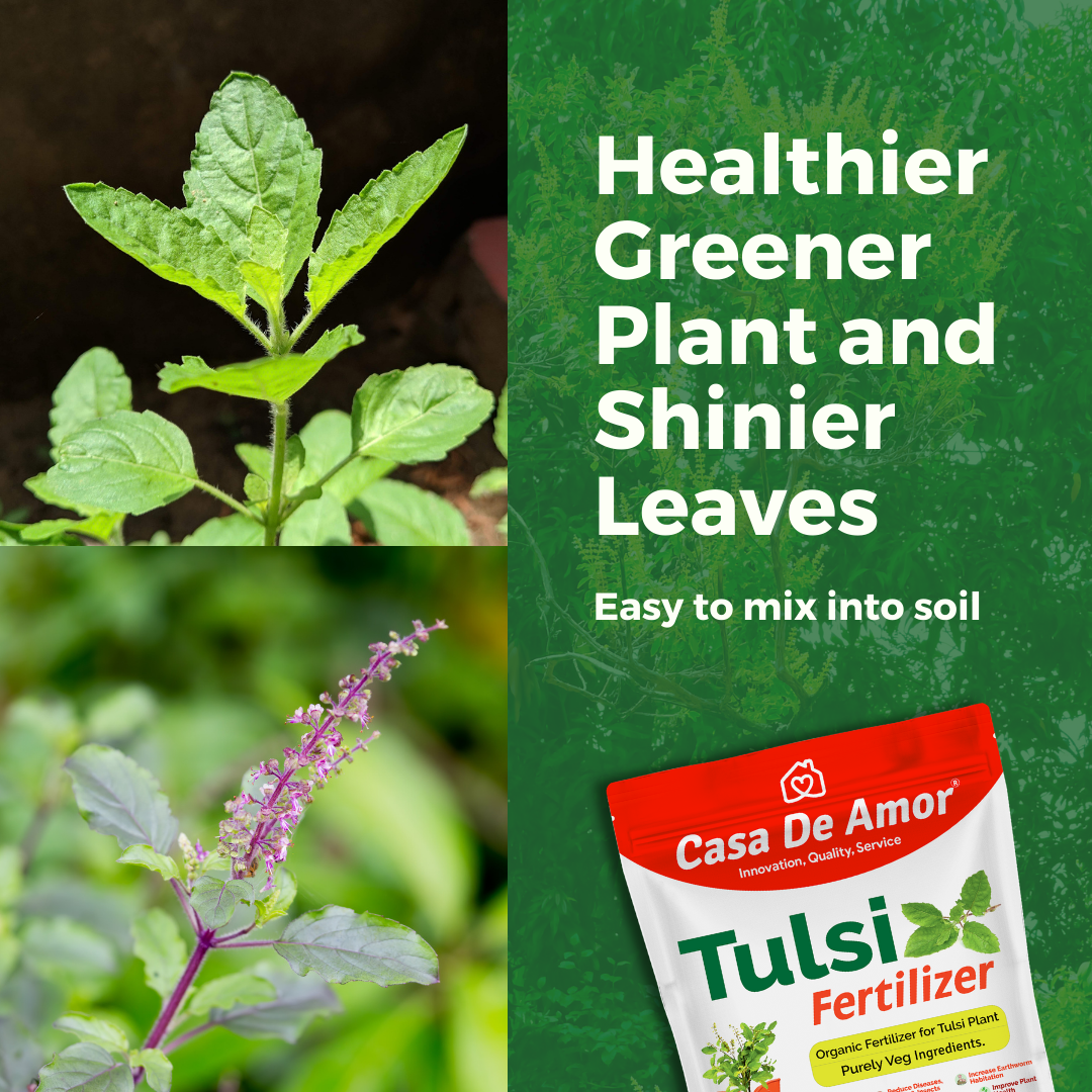 Organic Tulsi Fertilizer for tulsi plant in Balcony, Terrace & Home Gardening
