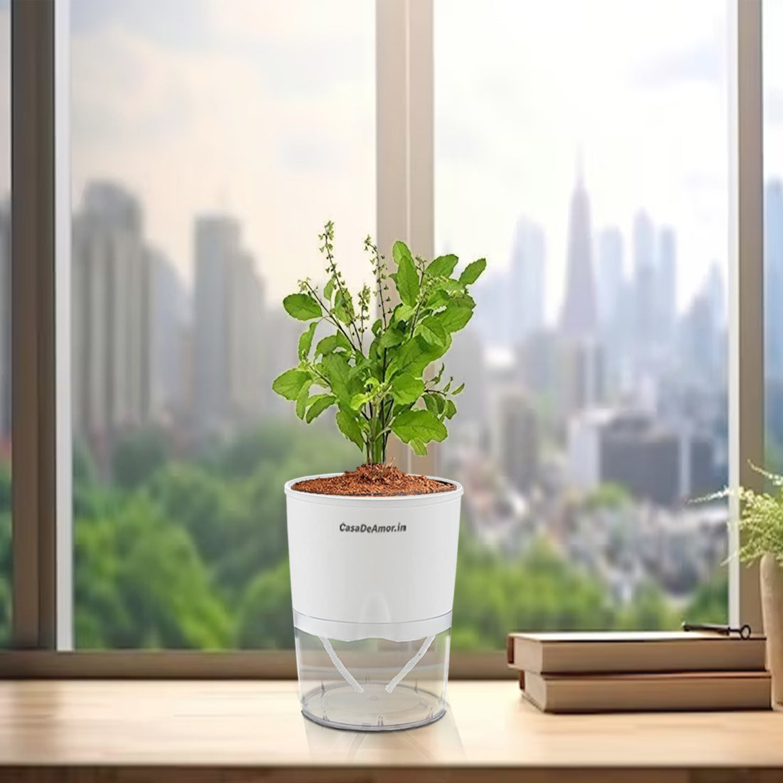 pot for tulasi plant Casa De Amor Tulsi Plant with White Self-Watering Pot