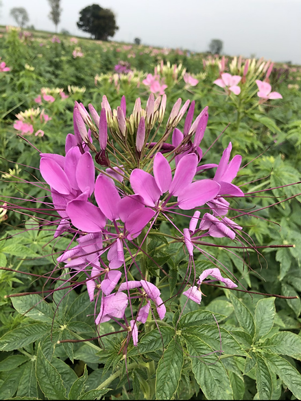 Cleome spinosa Mixed- 100 Seeds