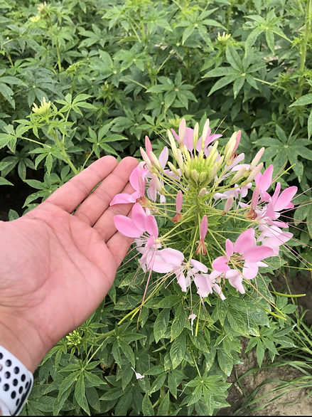 Cleome spinosa Mixed- 100 Seeds