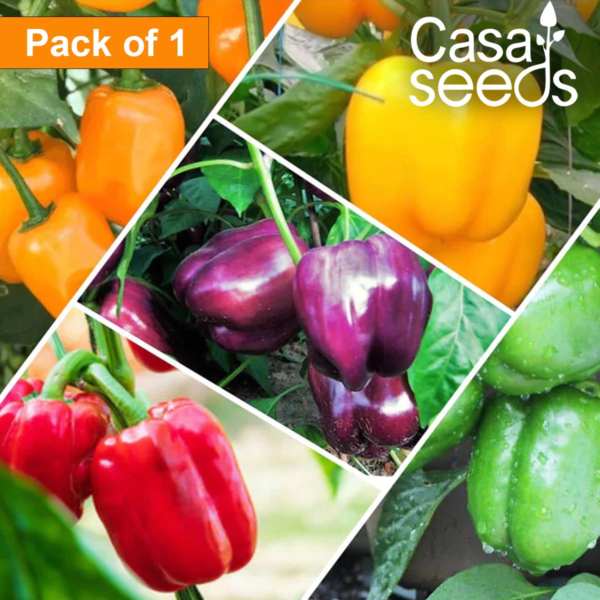 Casa De Amor Capsicum Seeds (Green, Yellow, Red, Orange & Purple Vegetable Seeds) for Home and Terrace Gardening (Each 30 Seeds, Total 150 Seeds)