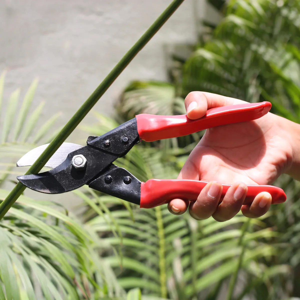 Casa De Amor Plant Pruner