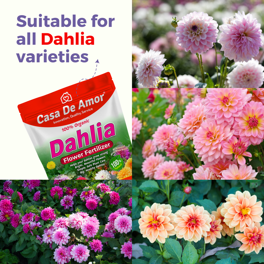 Casa De Amor Organic Dahlia Flower Fertilizer – Boost Blooms for More Size and Beauty